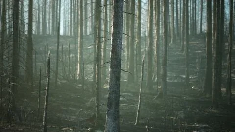 A charred and desolate forest landscape after a devastating fire Stock Illustration