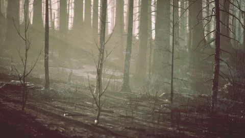 A charred and devastated forest after a destructive fire Stock Illustration