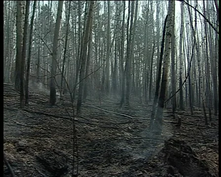 Charred birch Stockbeeldmateriaal 1013138