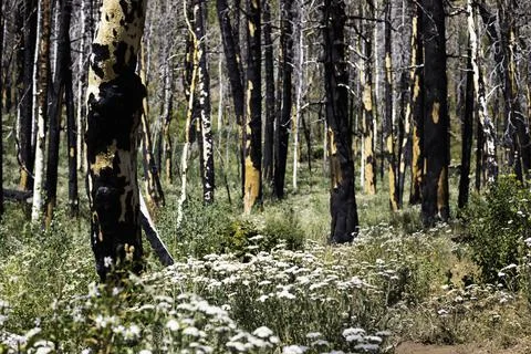 Charred black tree trunks, wildfire remains Stock Photos