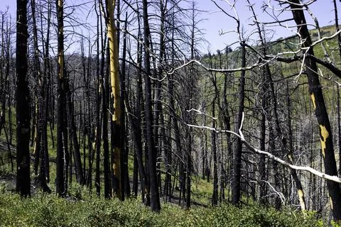 Charred black tree trunks, wildfire remains Stock Photos