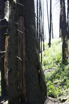 Charred black tree trunks, wildfire remains Stock Photos
