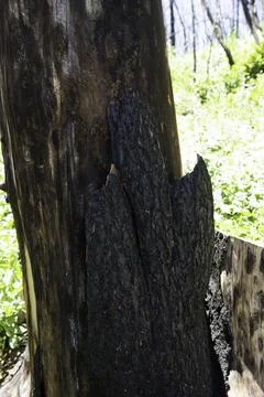 Charred black tree trunks, wildfire remains Stock Photos
