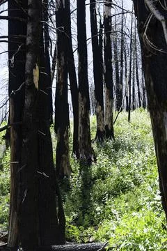 Charred black tree trunks, wildfire remains Stock Photos