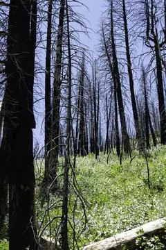 Charred black tree trunks, wildfire remains Stock Photos