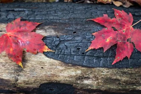 Charred blackened log background with two red leaves, renewal rebirth Stock Photos