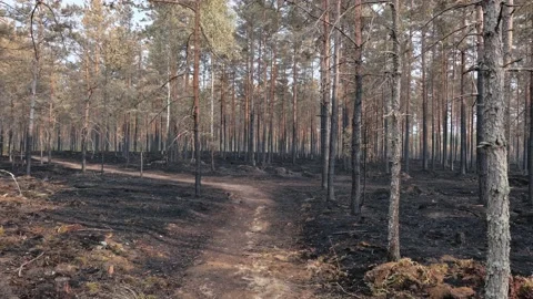 Charred burnt forest trees after a forest fire Stock Footage 157212041