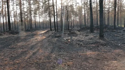 Charred burnt forest trees after a forest fire Stock Footage 157212084