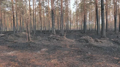 Charred burnt forest trees after a forest fire Stock Footage 157212898