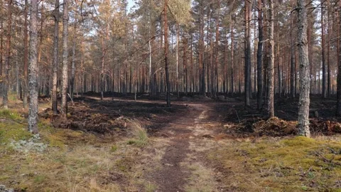 Charred burnt forest trees after a forest fire Stock Footage 157215649