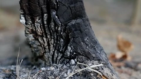 Charred Burnt Tree Trunk Bark Close Up Shot Stock Footage 345046673