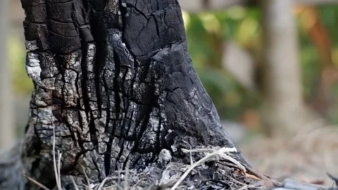 Charred Burnt Tree Trunk Bark Close Up Shot Stock Footage 345046674