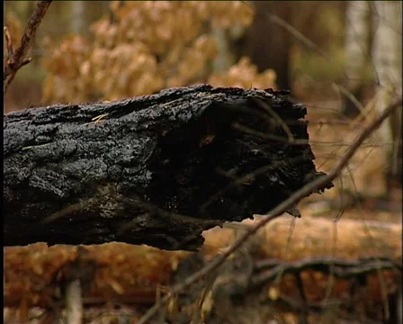 Charred embers Video stock 1012595