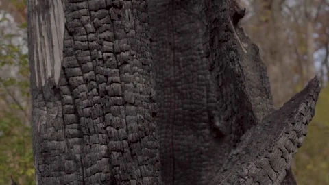 Charred Stock Footage 300999241