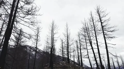 Charred Forest After Fire Overcast Sky Low Angle View Kootenay Mountains Stock Footage 336806914