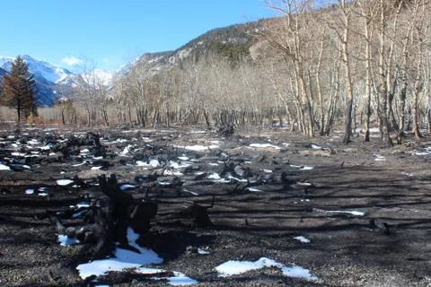 Charred Forest 库存照片