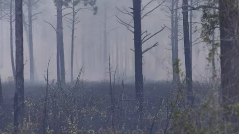Charred forest remains after a wildfire swept through Stock Footage 73486719