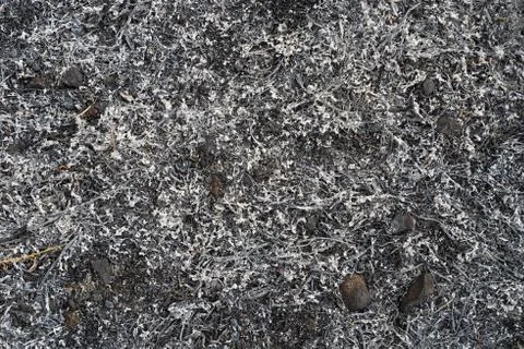 Charred Ground Stock Photos