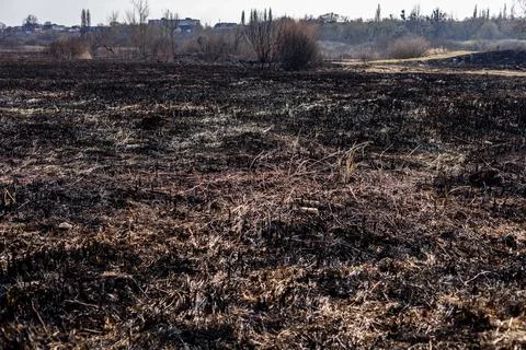 Charred ground reveals devastation from recent wildfire, with sparse vegeta.. 库存照片