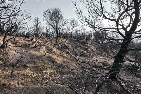 Charred Hillside Post-Wildfire Stock Photos