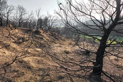 Charred Hillside Post-Wildfire Stock Photos