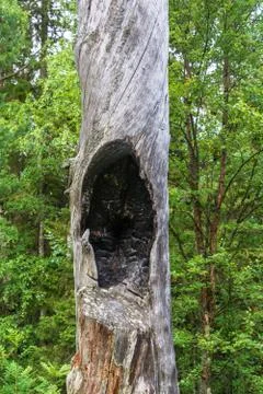 The charred hollow of an old tree. Stock Photos
