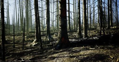 Charred landscape of a forest after a wildfire in bright sunlight Stock Illustration