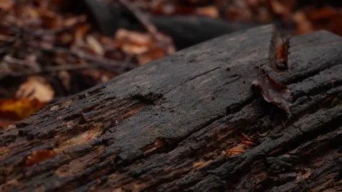 A charred log amidst a backdrop of fallen leaves. Stock Footage 254524435