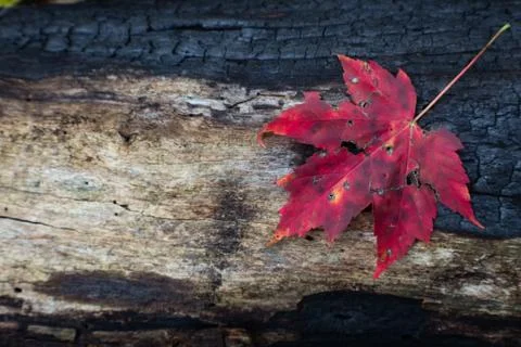 Charred log from forest fire with red leaf and space for text Stock Photos