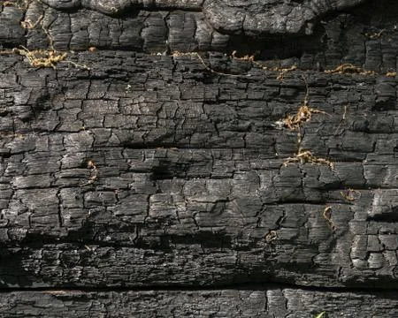 Charred Log Stock Photos