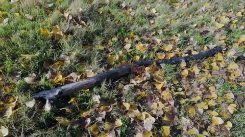 Charred log rests on a field of grass and colorful fall leaves Stock Footage 314910034