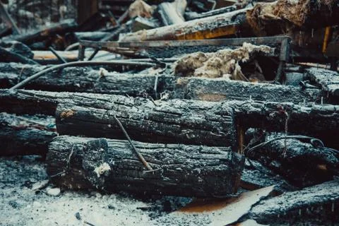 The charred logs in the snow 库存照片