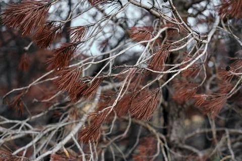 Charred Pine Needles After Wildfire in Legarda Stock Photos