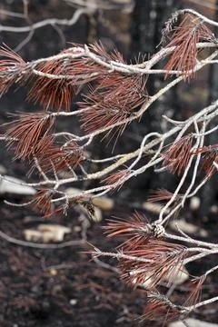 Charred Pine Needles After Wildfire in Legarda Stock Photos