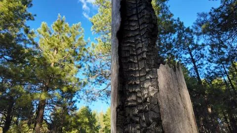 Charred Pine Tree Bark After Forest Fire Stock Photos