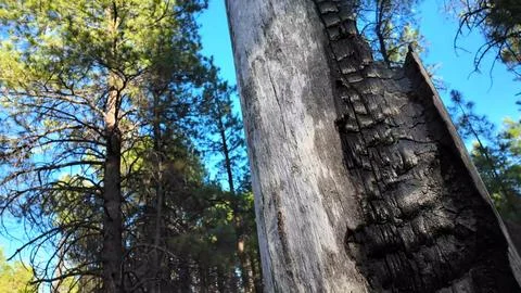 Charred Pine Tree Trunk Damaged by Wildfire Stock Photos