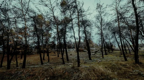 Charred pine trees in autumn forest after the fire,timelapse pan 30p. Stock Footage 56260526