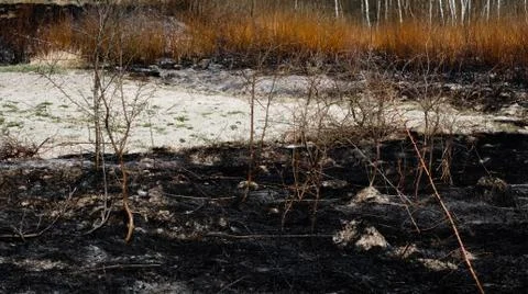 Charred plants b a spring fire. Burnt rural field after stubble burning. Stock Photos