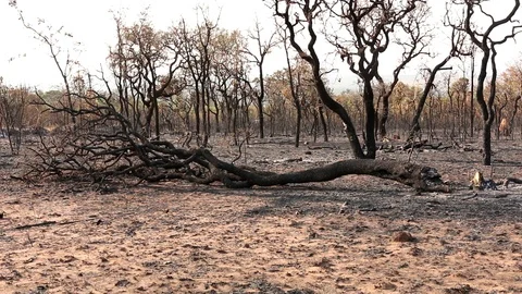 Charred Remains of a Forest Fire Stock Footage 116570375