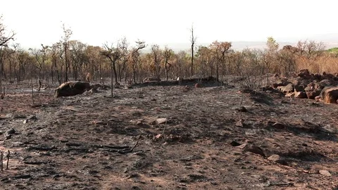 Charred Remains of a Forest Fire Stock Footage 116570404