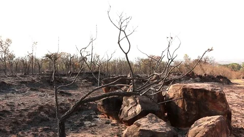 Charred Remains of a Forest Fire Video stock 116570589