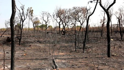 Charred Remains of a Forest Fire Stock Footage 116570601