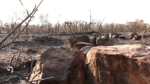 Charred Remains of a Forest Fire Stock Footage 116570668
