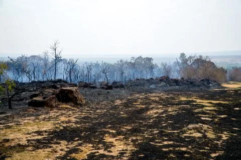 Charred Remains of a Forest Fire Stock Photos