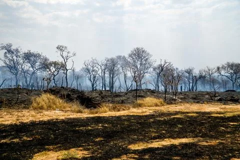 Charred Remains of a Forest Fire Stock Photos