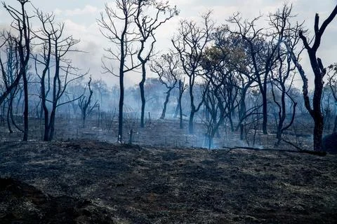 Charred Remains of a Forest Fire Stock Photos