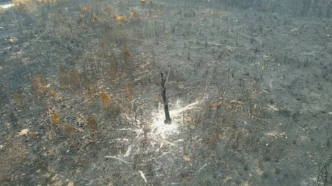 Charred Remains of Trees After Wildfire] The Concept of Disaster Vídeos de archivo 331984424