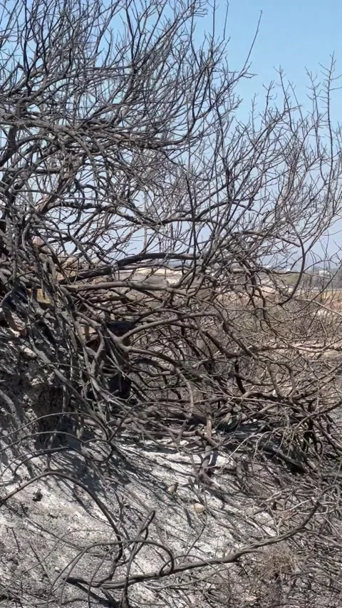 Charred remains of vegetation after devastating forest fire Stock Footage 312299634