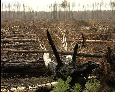 Charred roots Stockbeeldmateriaal 1012439
