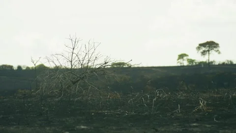 Charred Scrub and Burned Heathland After Fire in the New Forest Stock Footage 346738428